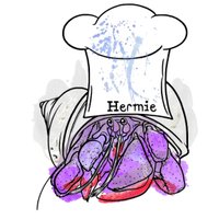 Hermie's Kitchen (@hermieskitchen) Twitter profile photo
