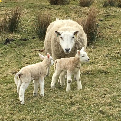 Farming sheep in the South Pennines. Interests in motor bikes and mountain bikes. All views are my own.