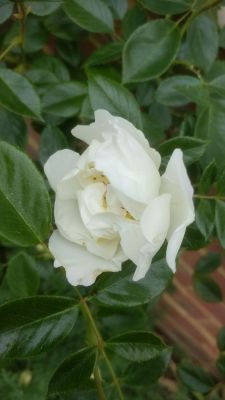 helenspeedy's profile picture. 