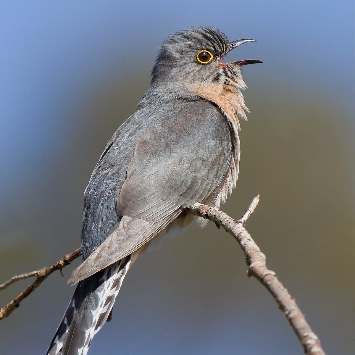 Relógio Cuckoo