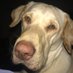 Yvonne Riego De Dios (@hockeymom0413) Twitter profile photo Yvonne Riego De Dios (@hockeymom0413) Twitter profile photo