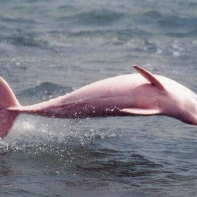Long Live Pink Whale (@Geisy_Whales) / Twitter Long Live Pink Whale (@Geisy_Whales) / Twitter