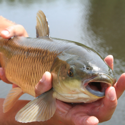 gotafish's profile picture. There's fishing and then there's...I don't know - what?