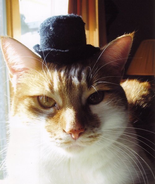 catlovertoo's profile picture. I'm a catlover for life!