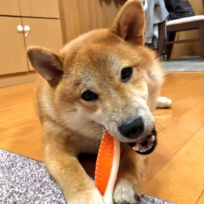 2017年9月22日生まれの柴犬(豆柴だと言われていたのにあれまぁ不思議…普通の柴犬。豆柴でいられなかった)レッカです。男の子。夫婦と一緒に暮らしてまーす。成長記録になればいいな✨無言フォロー失礼します。犬垢です。