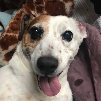 f4d03f's profile picture. left at intuition /\ right of reason ♓️♐️♎️ — all is divine — CHAOTIC GOOD