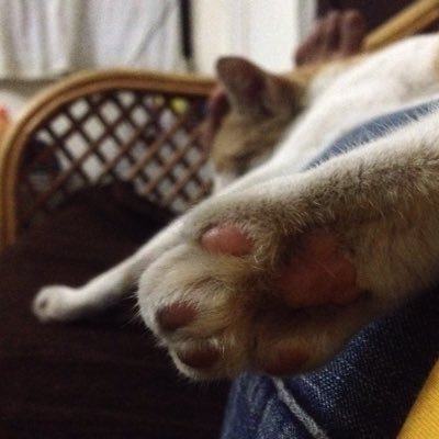 sabitarao's profile picture. Live with the beetle, and the wind