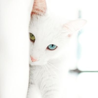 bcelikezen's profile picture. 