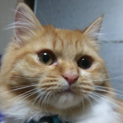 Fuhihihi's profile picture. アフター6ジャンクション毎日聴いてます。Mogwaiギャルと呼んでください。