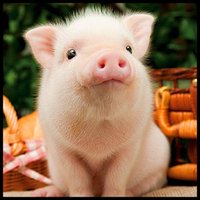 Kapítalistasvín (@kapitalistasvin) 's Twitter Profile
