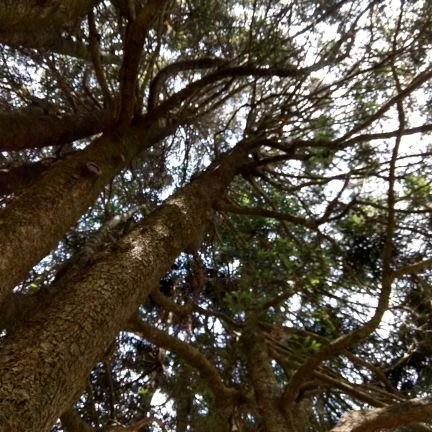 Follow us to learn about the Ancient Bald Cypress Consortium, the Oxbow Project, and lots more!
🐗🌲🌳🌴🐗
Come see us in Gearhart 227👋
Insta: @uarktrl
