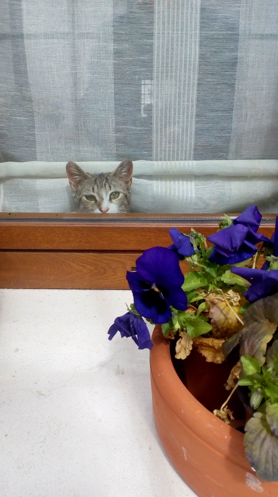 FranciscoMucio2's profile picture. 