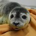 Problem Seal (@sealburping) Twitter profile photo Problem Seal (@sealburping) Twitter profile photo