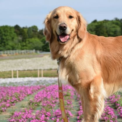 🐶ゴールデンレトリバーの女の子ジュエルです
🎂2014年6月25日生まれ
🔑海、山、夕日、朝日、キャンプ、季節のお花、一眼レフ