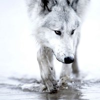 Apprentie gameuse (@04_phenix) 's Twitter Profile