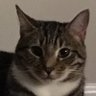BradleyCat1's profile picture. 2 FIV+ in a happy FIV- home. My mommy rescued all of us. Please don’t fear FIV+. 😻 #NothingButLove