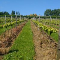 Clayhill Vineyard (@infoclayhill) 's Twitter Profile Photo Clayhill Vineyard (@infoclayhill) 's Twitter Profile Photo