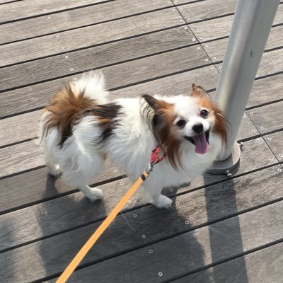 neko_house's profile picture. まるやままゆみ。書く仕事。横浜在住。乳がんサバイバー。山と花と鳥が好き。京都ひとり旅も好き。ひとり息子は重度重複障害者。アイコンは天国に引っ越した愛犬トーマスちゃん。