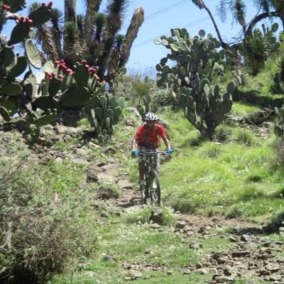 Grovyle11's profile picture. 