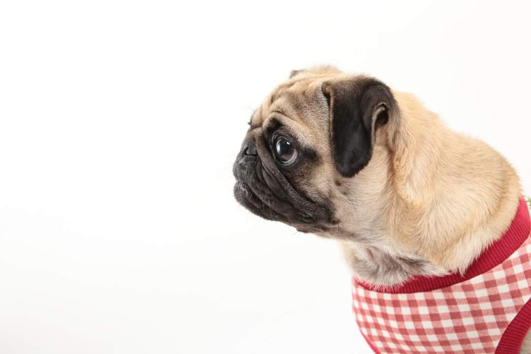 pcss1219fujii's profile picture. 