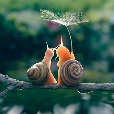 PParicahua's profile picture. .