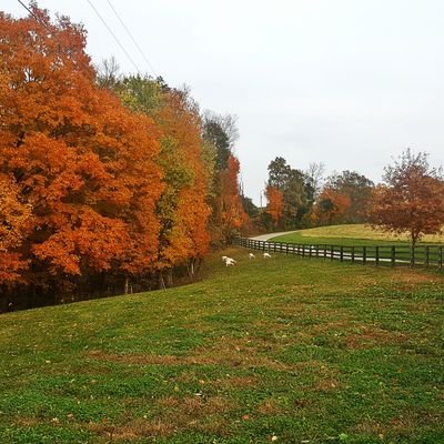 We are a 20 acres family owned farm where we grow a variety of #organic & #nongmo berries & vegetables. 
https://t.co/XynWeQc4lU