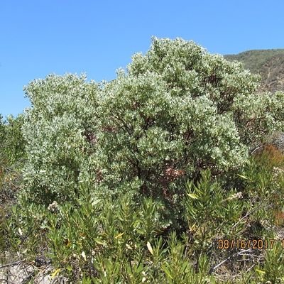 Biologist, SoCal Native plant Specialist, Trail Explorer, Bleed Dodger Blue.... Microscopes and Macroscapes, patents pending!