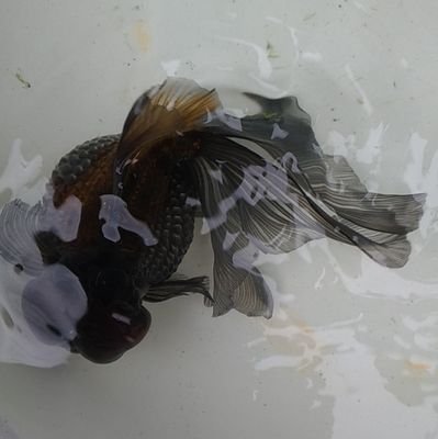 izup6's profile picture. 穂竜愛好会、京都のS女子
金魚ねた用