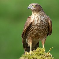 davyfullerton. (@goshawk2) 's Twitter Profile