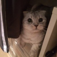 mew-hun cat (@hun_mew) 's Twitter Profile