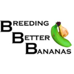 Breeding Better Bananas