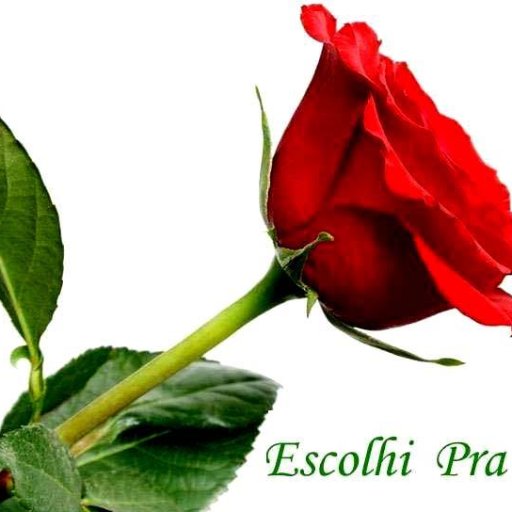 LinsElisa's profile picture.