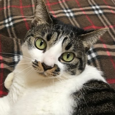 3匹の猫と暮らしています。猫と自然療法について勉強中。猫の食事は完全に自然食に切り替えました。