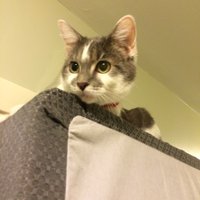 Petey Thomas (@makerpetey) 's Twitter Profile