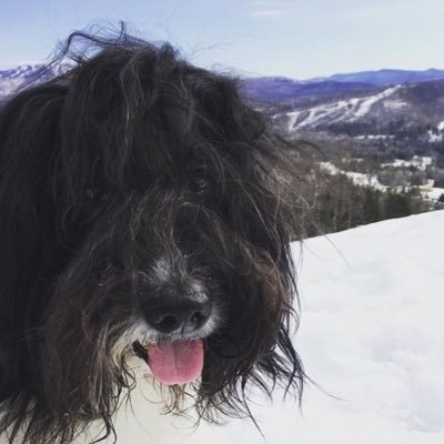 whisperingdogs's profile picture. 