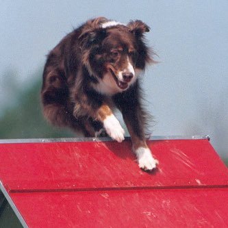 Horse racing. Atheist. liberal. Westie mom. Previously trained three agility/flyball dogs. I take photos for DRF and won a trophy. She/her.