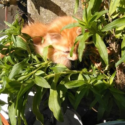 cfsampayo's profile picture. 