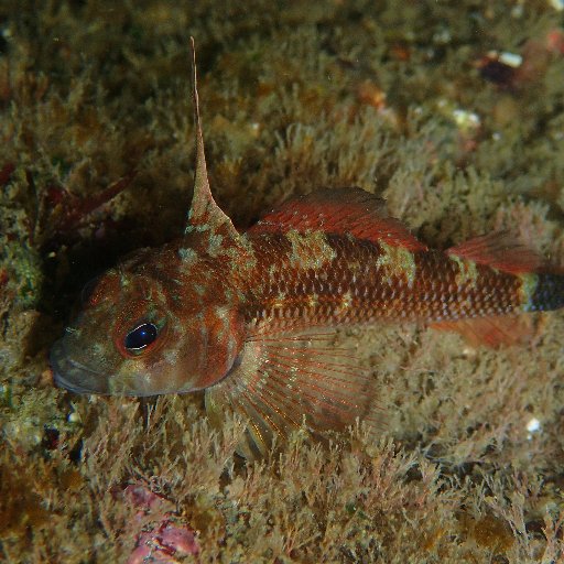 Twitter oficial de la Asociación Chilena de Ictiología. Fomentamos la investigación, manejo y conservación de peces de Chile, y difusión a la sociedad