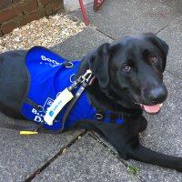 Obie (Buddy Dog) (@obi_buddydog) 's Twitter Profile