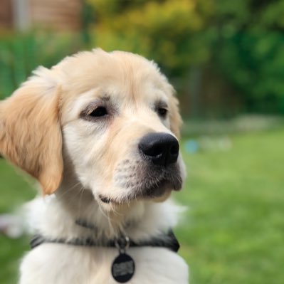 Little Stanley who followed his great Uncle Benji, is a much loved little fang, who loves life and us......we think…..@campervangolden