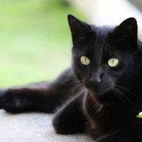 Kristine Hoffman - ๐พ (@archdog) 's Twitter Profile