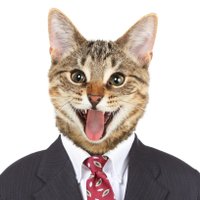 Super Katze (@superrrkatze) 's Twitter Profile Photo