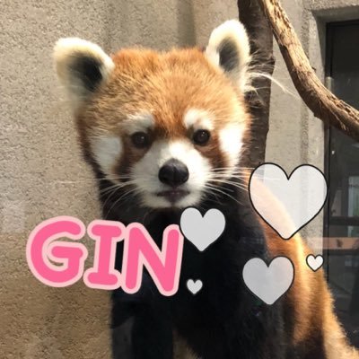 koneko145's profile picture. 