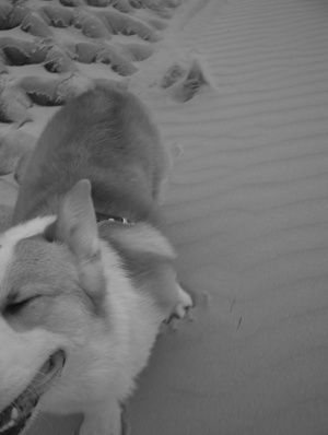 korgijooin's profile picture. :::