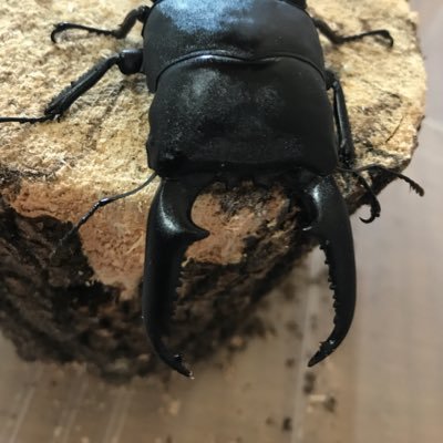 h_titanus's profile picture. 保守県朝日町出身 生物科学専攻 分子神経生理学