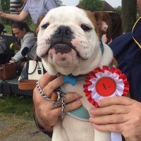 Harry The Bulldog(@bulldog_harry) 's Twitter Profile Photo