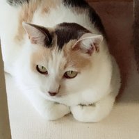 愛好家必見カレーのボードゲーム@ゲームマーケットまた出展するぞ‼️ (@ifyseyjes17gshj) 's Twitter Profile