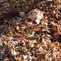 Holly M. Berkowitz, Photographer (@hollyberkowitz) Twitter profile photo
