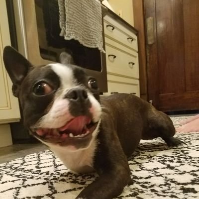I'm a dog. A boston terrier, to be exact. Well, if you want all the specifics, I'm a fart-ripping, ball-loving, three-legged, muscle butt Boston Terrier.