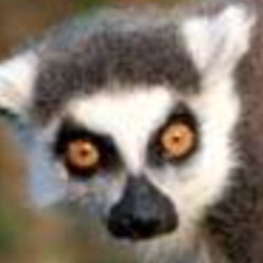 lola the lemur